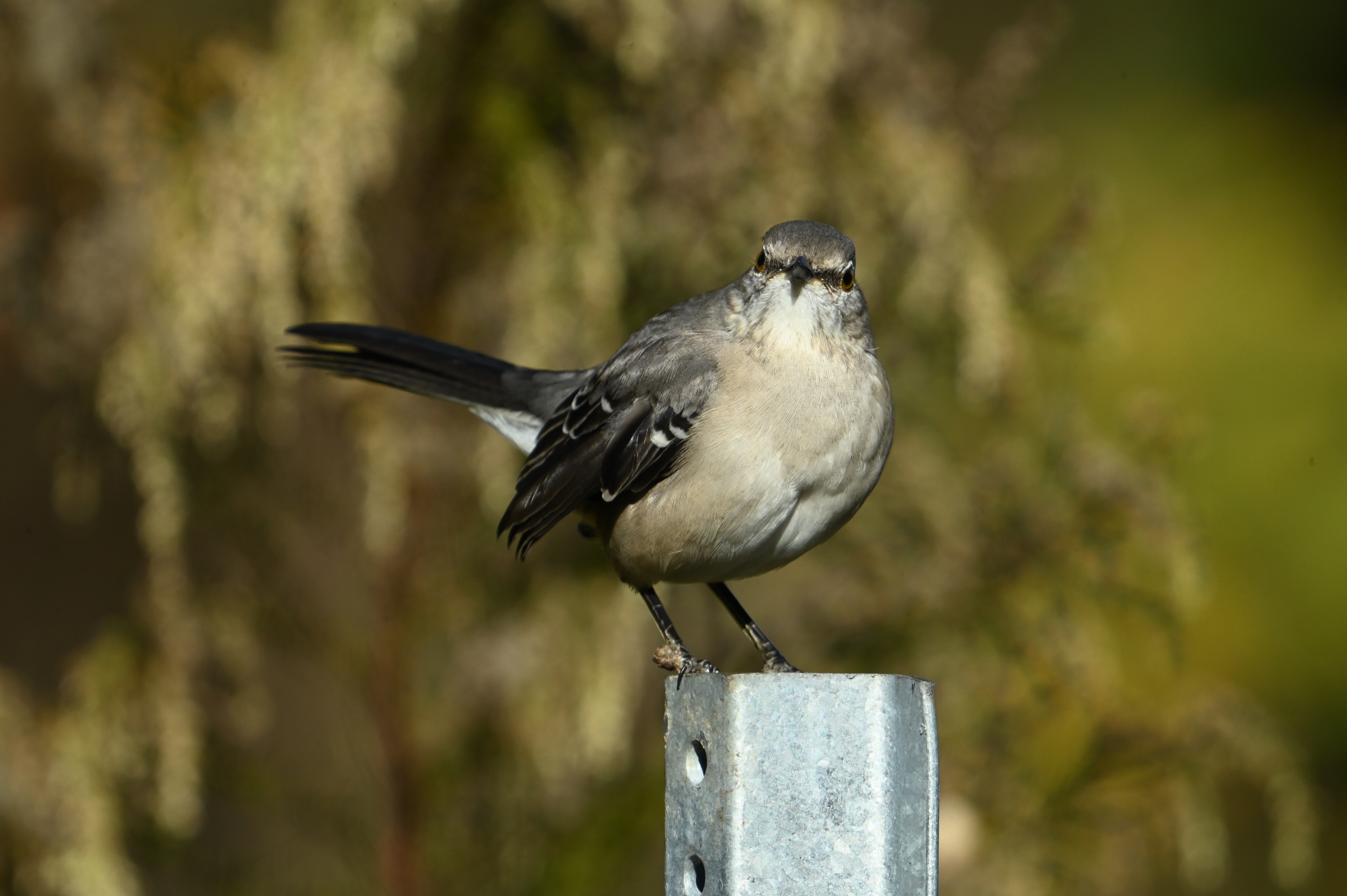 A Random Bird Photo