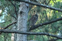 Barred Owl at Bill & Deb's Back Yard; Raleigh, NC