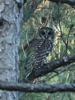 Barred Owl at Bill & Deb's Back Yard; Raleigh, NC