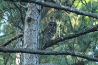 Barred Owl at Bill & Deb's Back Yard; Raleigh, NC