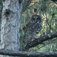 Barred Owl at Bill & Deb's Back Yard; Raleigh, NC