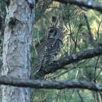 Barred Owl at Bill & Deb's Back Yard; Raleigh, NC