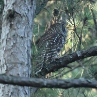 Barred Owl at Bill & Deb's Back Yard; Raleigh, NC