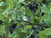 Bay-breasted Warbler at Lake Lynn, Raleigh NC