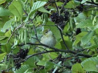 Bay-breasted Warbler at Lake Lynn, Raleigh NC