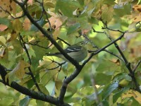 Bay-breasted Warbler at Lake Lynn, Raleigh NC