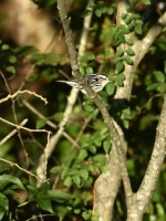 Black-and-white Warbler at Lake Lynn, Raleigh NC