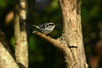 Black-and-white Warbler at Lake Lynn, Raleigh NC