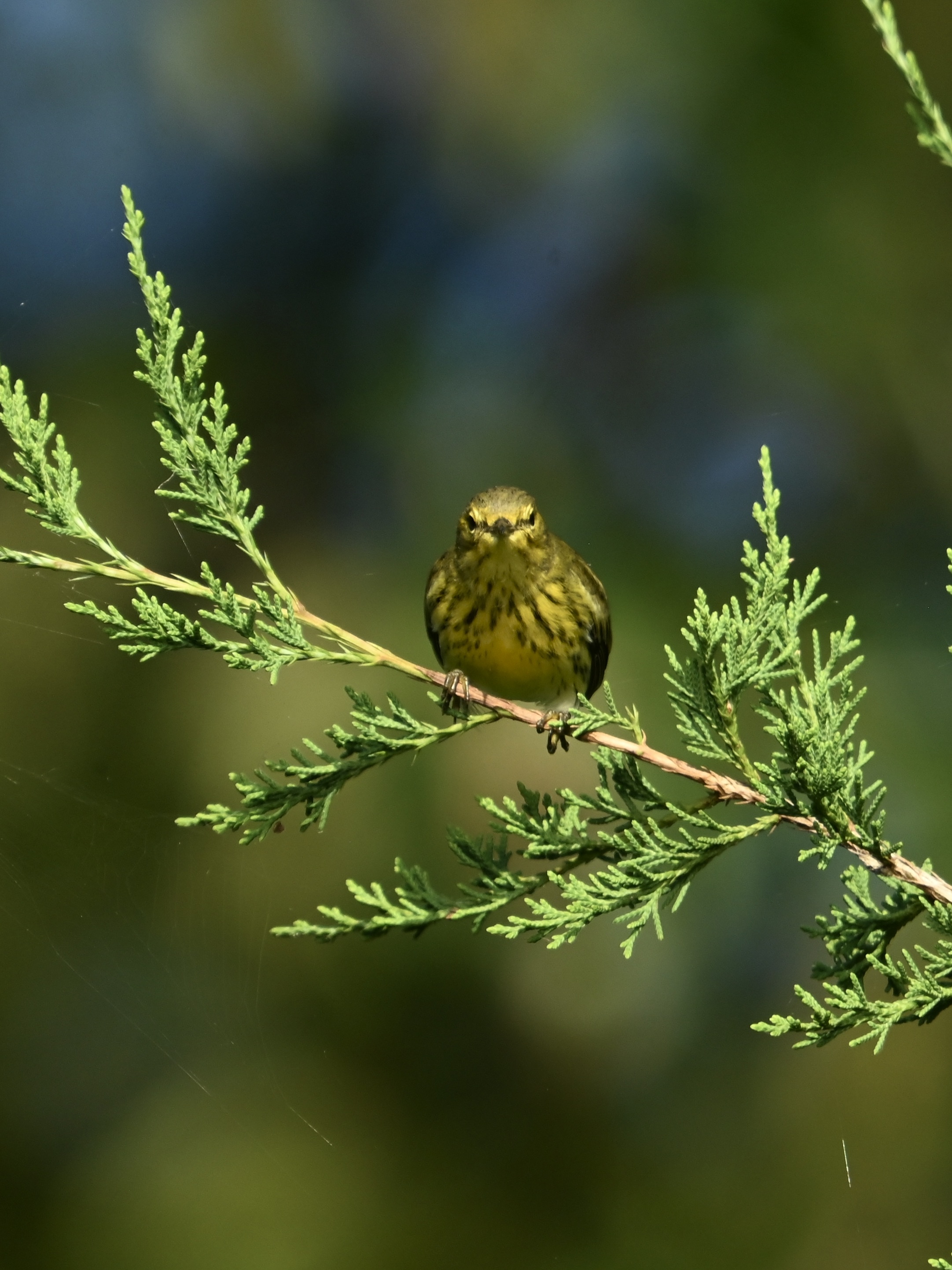 A Random Bird Photo