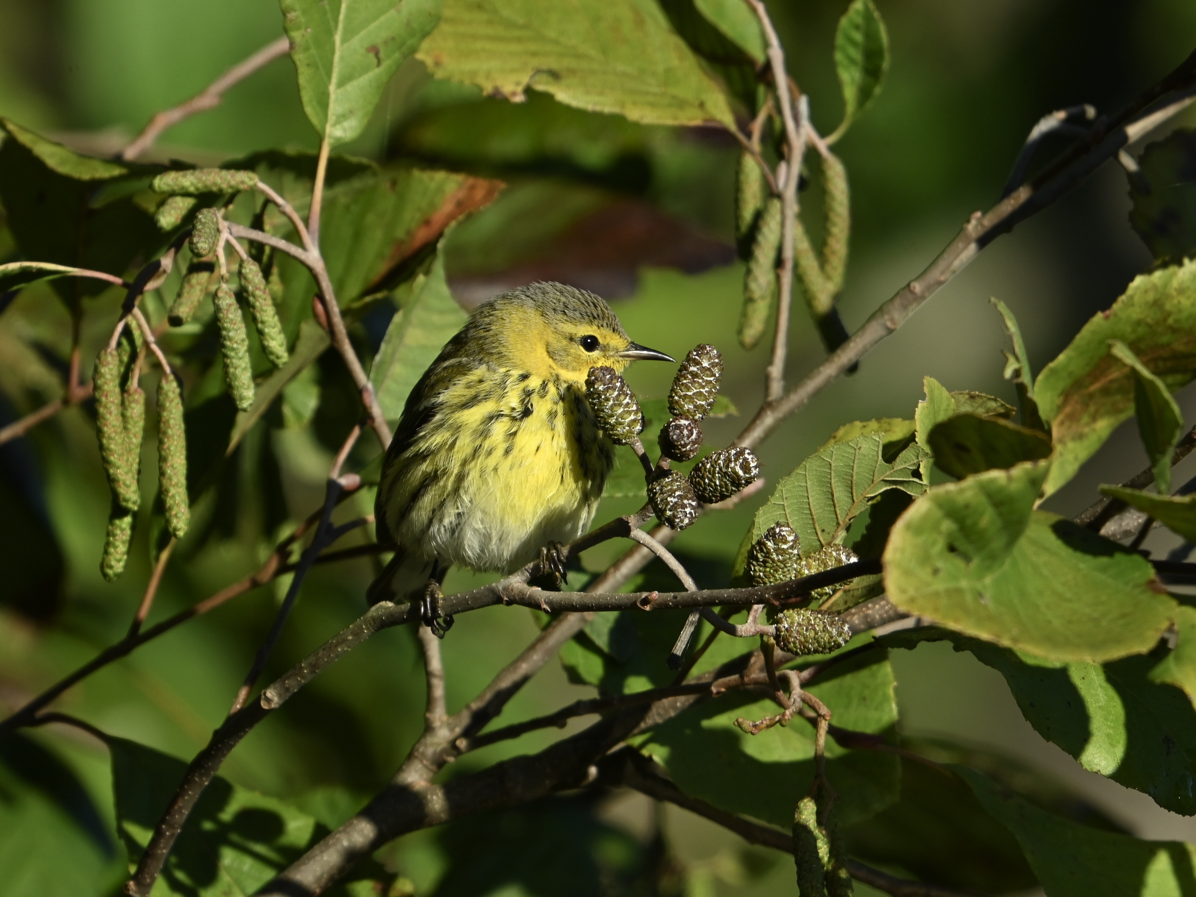 A Random Bird Photo