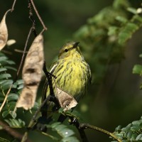 Cape May Warbler at Lake Lynn, Raleigh NC