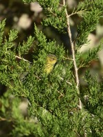 Cape May Warbler at Lake Lynn, Raleigh NC