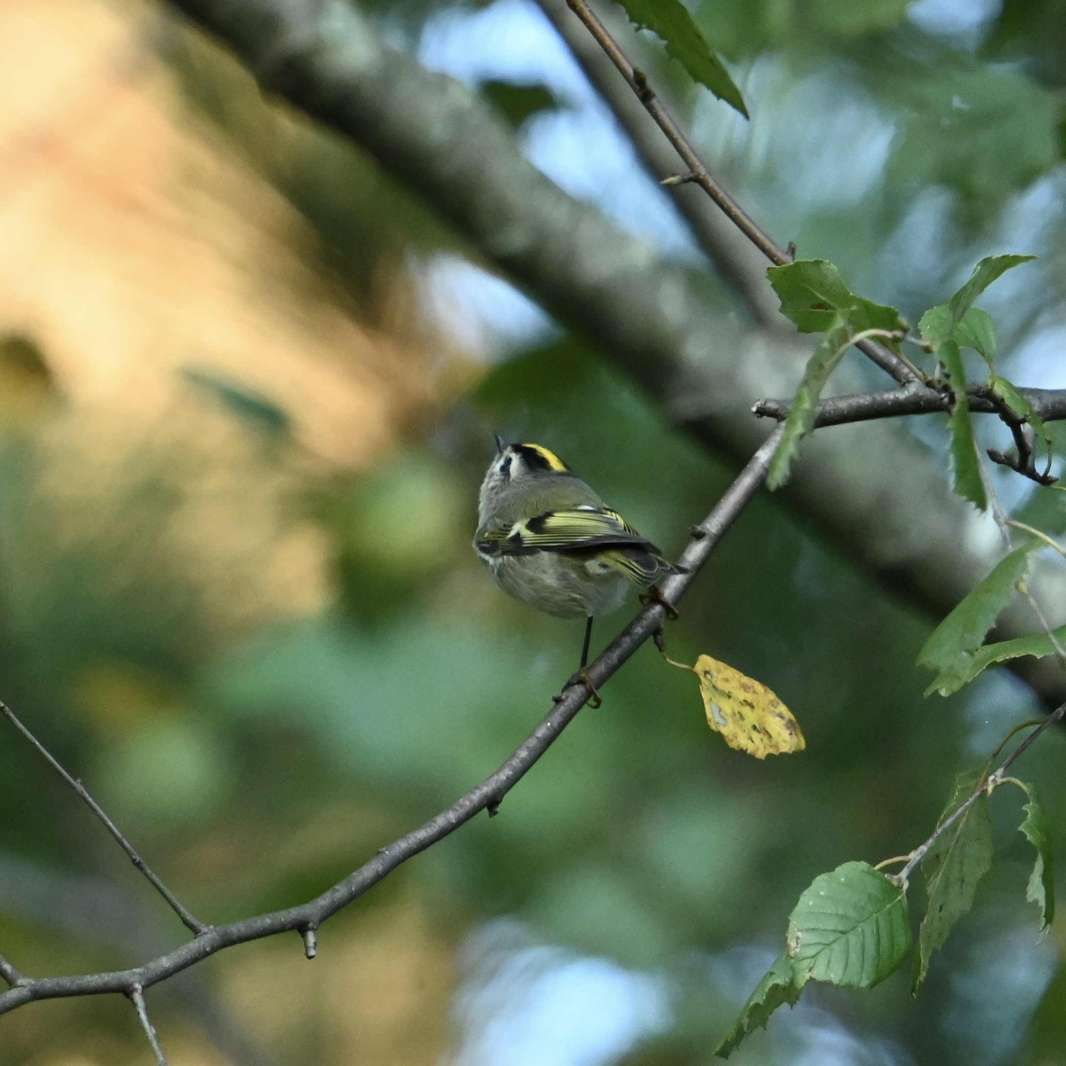 A Random Bird Photo