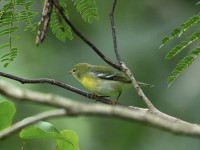 Northern Parula at Lake Lynn, Raleigh NC
