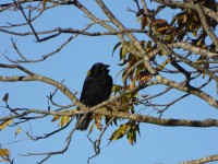 American Crow at Mid Pines Rd; Wake County, NC
