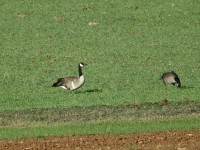 Canada Goose at Mid Pines Rd; Wake County, NC