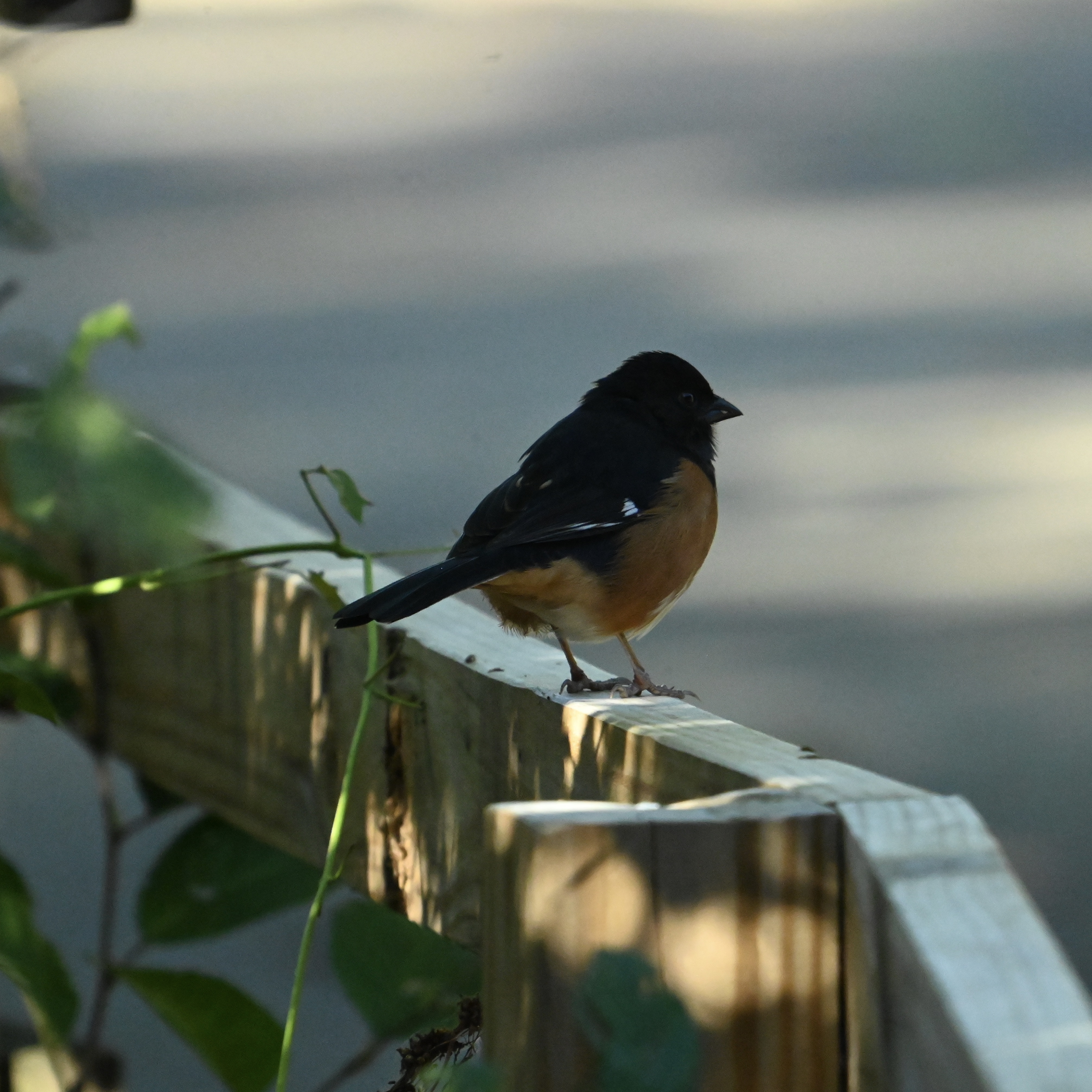 A Random Bird Photo